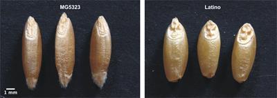 QTL mapping for kernel-related traits in a durum wheat x T. dicoccum segregating population